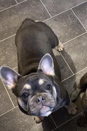 Image 7 of french bulldog puppies READY NOW