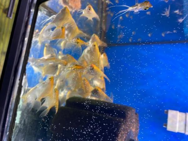 Image 4 of Angelfish For Sale (Home Breed)