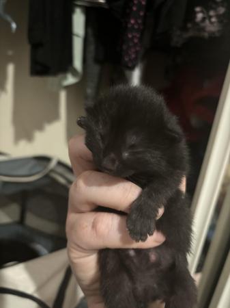 Image 7 of 1 Black kitten for sale