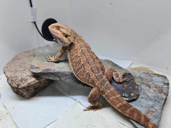 Image 9 of 9 month old bearded dragon and full setup available