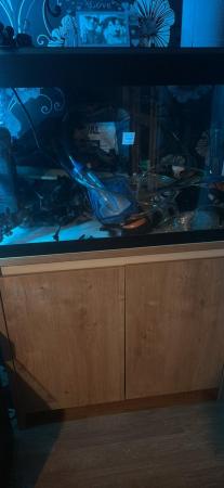 Image 3 of Fish tank and stand and much more