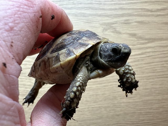 Preview of the first image of Baby Mediterranean Spur thigh tortoises. Setups also availab.
