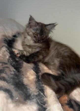 Image 9 of Last girl PureBred MaineCoon Kittens ...