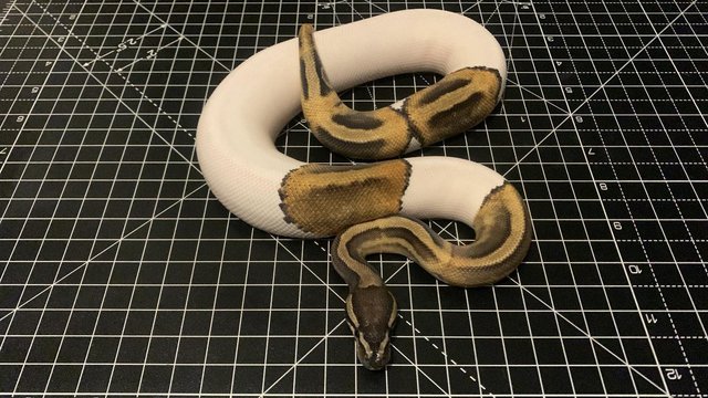 Image 2 of 2023 Male Ghi Pied (leopard) Ball Python Royal Snake