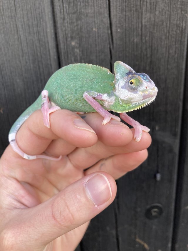 Preview of the first image of Baby Yemen Chameleons Normals & Pieds.