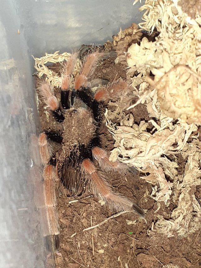 Preview of the first image of Juvinile/sub adultFlame leg tranchula. Brachypelma boehmei.