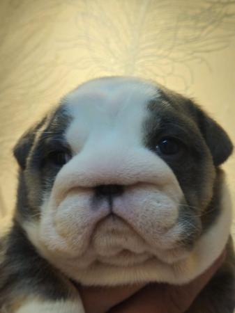 Image 13 of English Bulldog Puppies, Blue & Tan, Blue & White For Sale