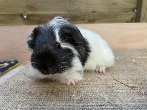 Image 1 of Long haired guinea pigs forsale