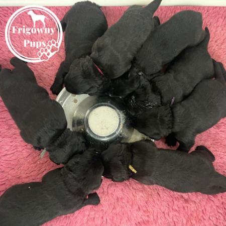 Image 2 of KC Reg Male Black Labrador Puppies