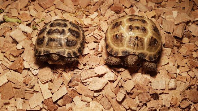 Image 1 of Baby horsefield tortoises with full set up