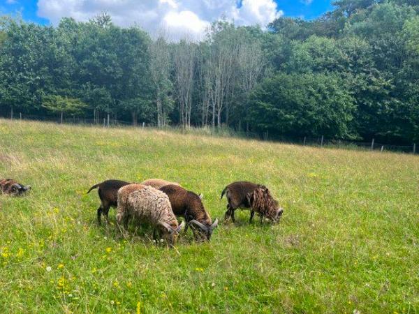 Image 2 of Friendly Soay shearling rams for sale