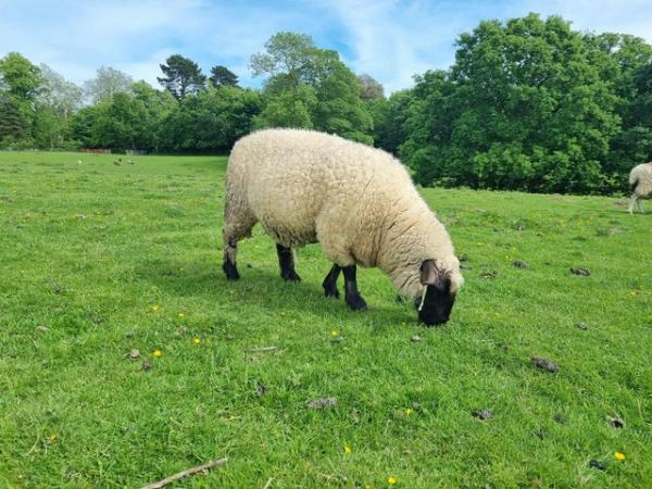 Image 4 of 5 Hampshire cross breeding Ewes