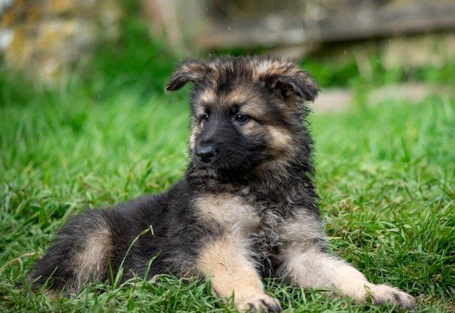 Image 7 of Stunning big GSD puppies for sale