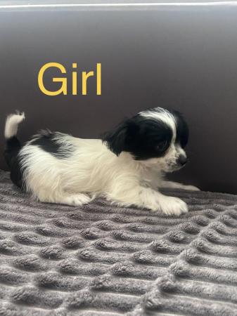 Image 24 of Very meautiful mini Biewer puppies for sale