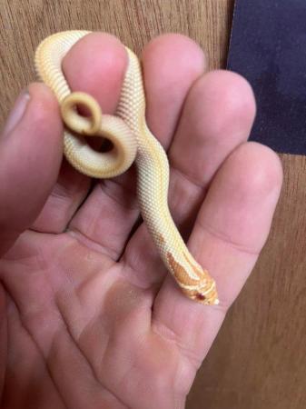 Image 2 of Hognose snake male albino superconda