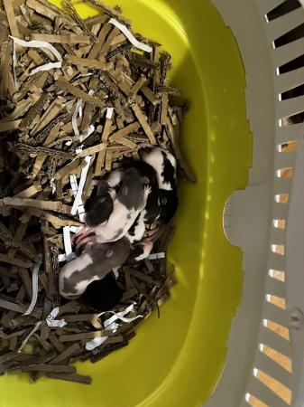 Image 3 of Not ready to leave till June Surprise litter fancy rats