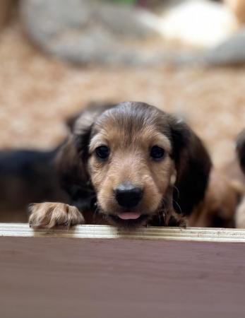 Image 16 of Beautiful litter of dachshunds