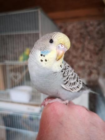 Image 27 of Baby hand tamed budgies for sale