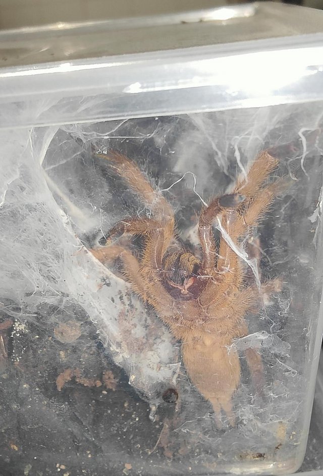 Preview of the first image of C. Huahini - Asian Fawn Tarantula - Juvenile 4-5cm unsexed.