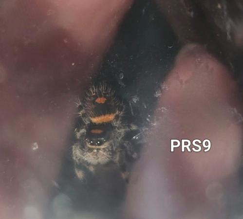 Image 7 of Jumping spiders phidippus Regius apalachicola and Soroa !!