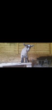 Image 1 of Pygmy goats for sale. 2 x nannies x 1 x nanny kid