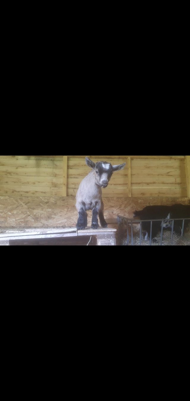 Preview of the first image of Pygmy goats for sale. 2 x nannies x 1 x nanny kid.