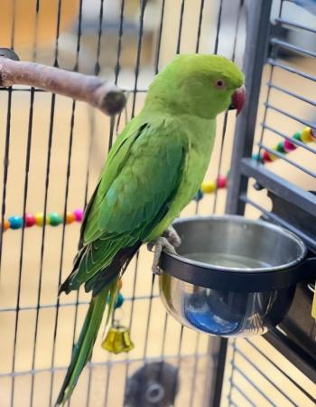 Image 5 of Indian Ringneck gorgeous healthy