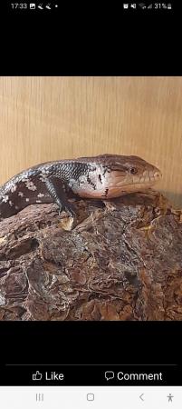 Image 2 of Blue Tongue skink for sale....experienced home as very huffy