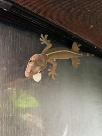 Image 2 of White Lined Gecko ........................