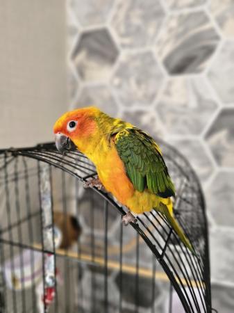 Image 4 of 11 months old silly tame sun conure