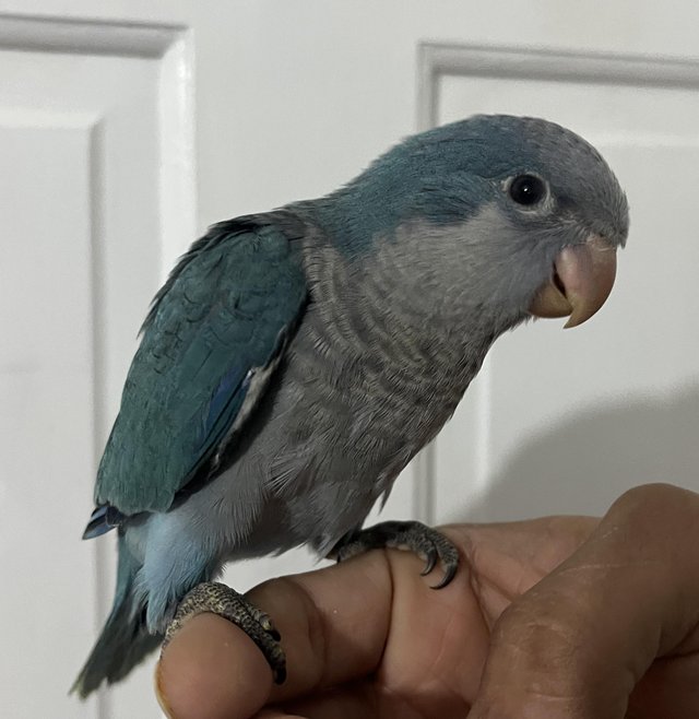 Preview of the first image of Beautiful blue quaker babies.