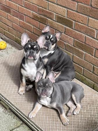 Image 8 of 18 week old French Bulldog puppies