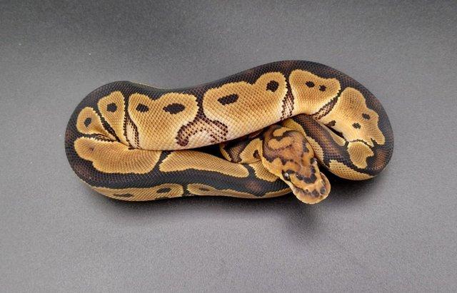 Preview of the first image of Clown Male Royal / Ball Python 230904.
