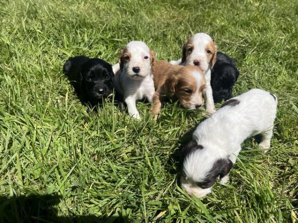 Image 3 of Working Cocker Spaniel Puppies