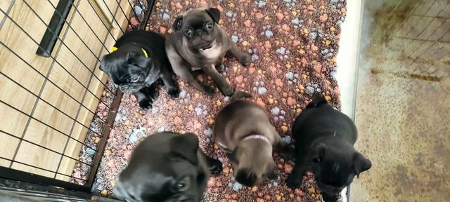 Image 4 of Pug puppies. Ready to go!!!