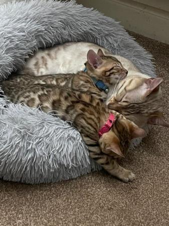 Image 4 of Bengal kittens for sale boy and girl