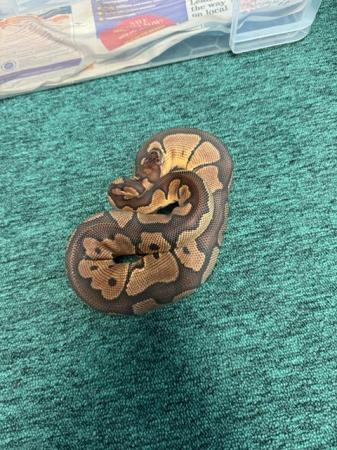 Image 4 of Cb22 BALL PYTHONS ready to breed
