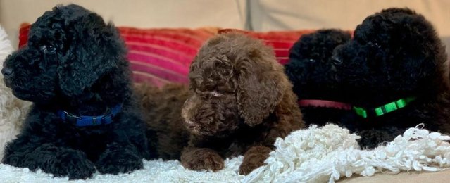 Preview of the first image of Standard Poodle Puppies ready now.