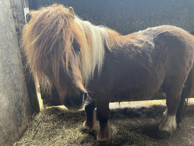 Preview of the first image of Miniature shetland pony, brown and white gelding.
