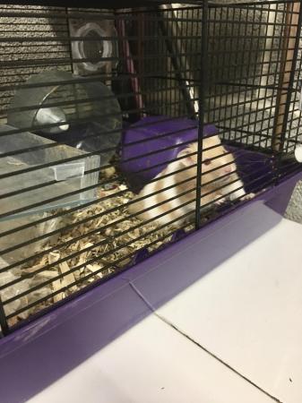 Image 2 of Hamster and cage and accessories