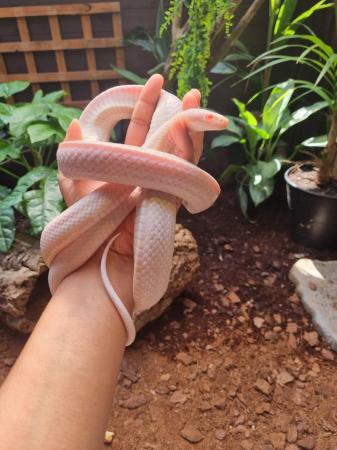 Image 1 of OMG Beautiful white snake