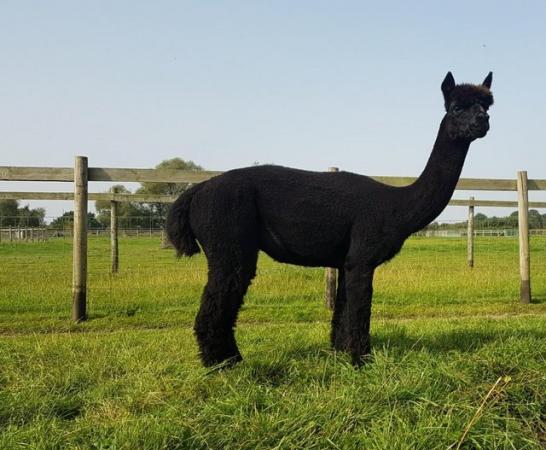 Image 3 of ALPACA BAS REG'D INTACT MALE TOP BLOODLINES, CHAMPION SIRED