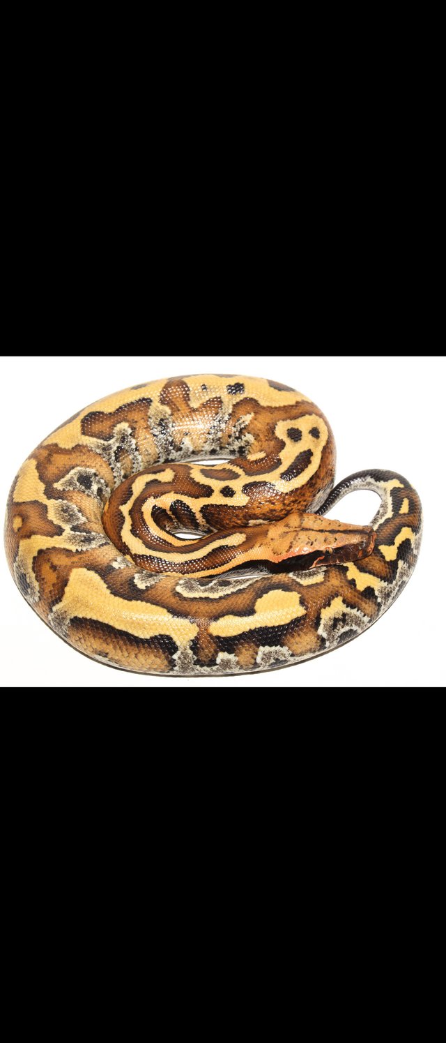 Preview of the first image of 2023 blood python female with nice genetics.