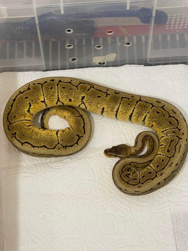 Preview of the first image of Female cb21 Lemonblast Royal Python for sale.