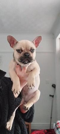Image 11 of french bulldog beautiful cute girl 4 months