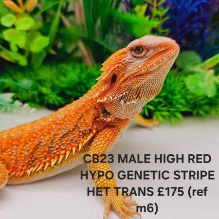Image 12 of Lots of bearded dragon morphs available