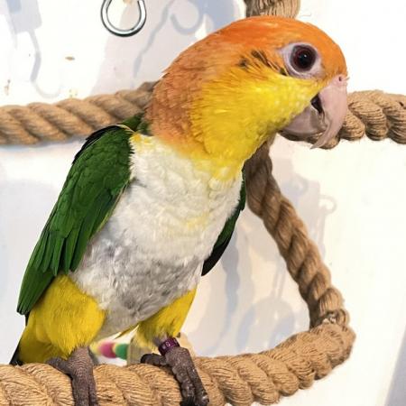 Image 2 of Parrot Pet Caique hand tame sweet playful boy