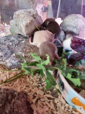 Image 3 of (A.R.R.C) Male and female rats ready for new homes now