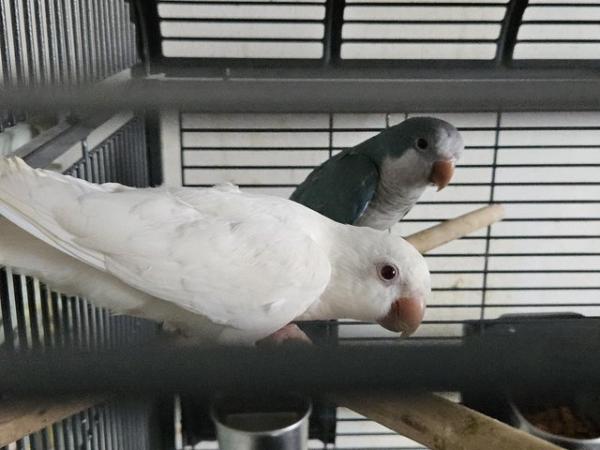 Image 7 of Young perfect pair of quaker parrots dna tested pair