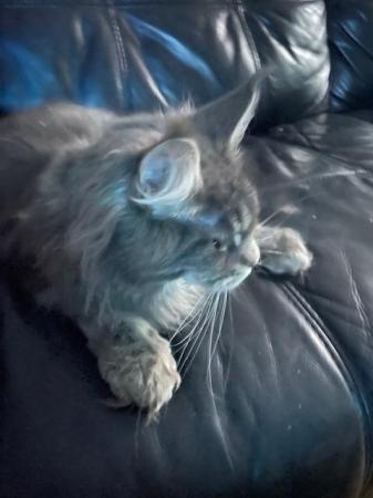 Image 3 of Maine Coon 2 year old female blue tabby